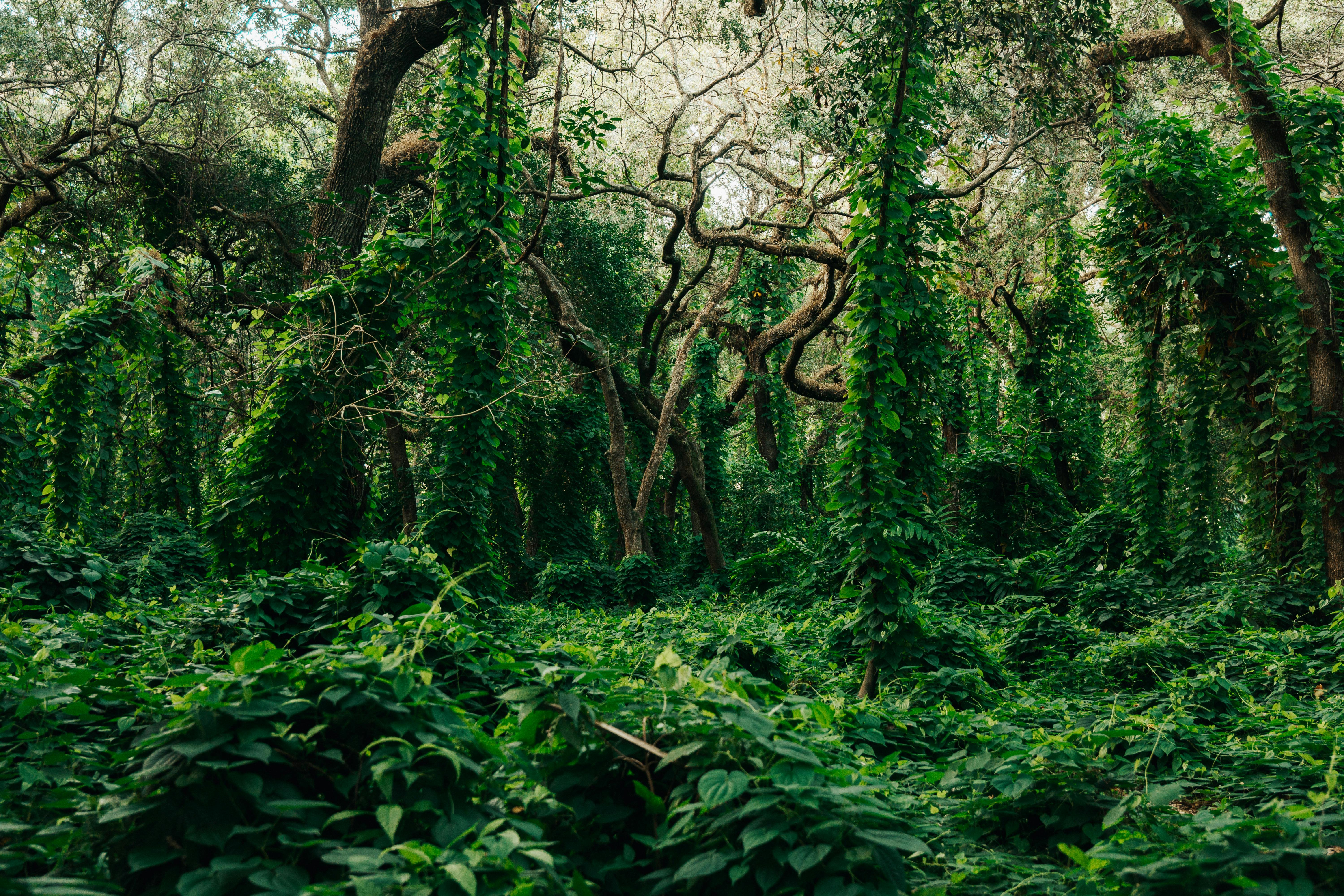 Bushes and Trees in Deep Forest · Free Stock Photo