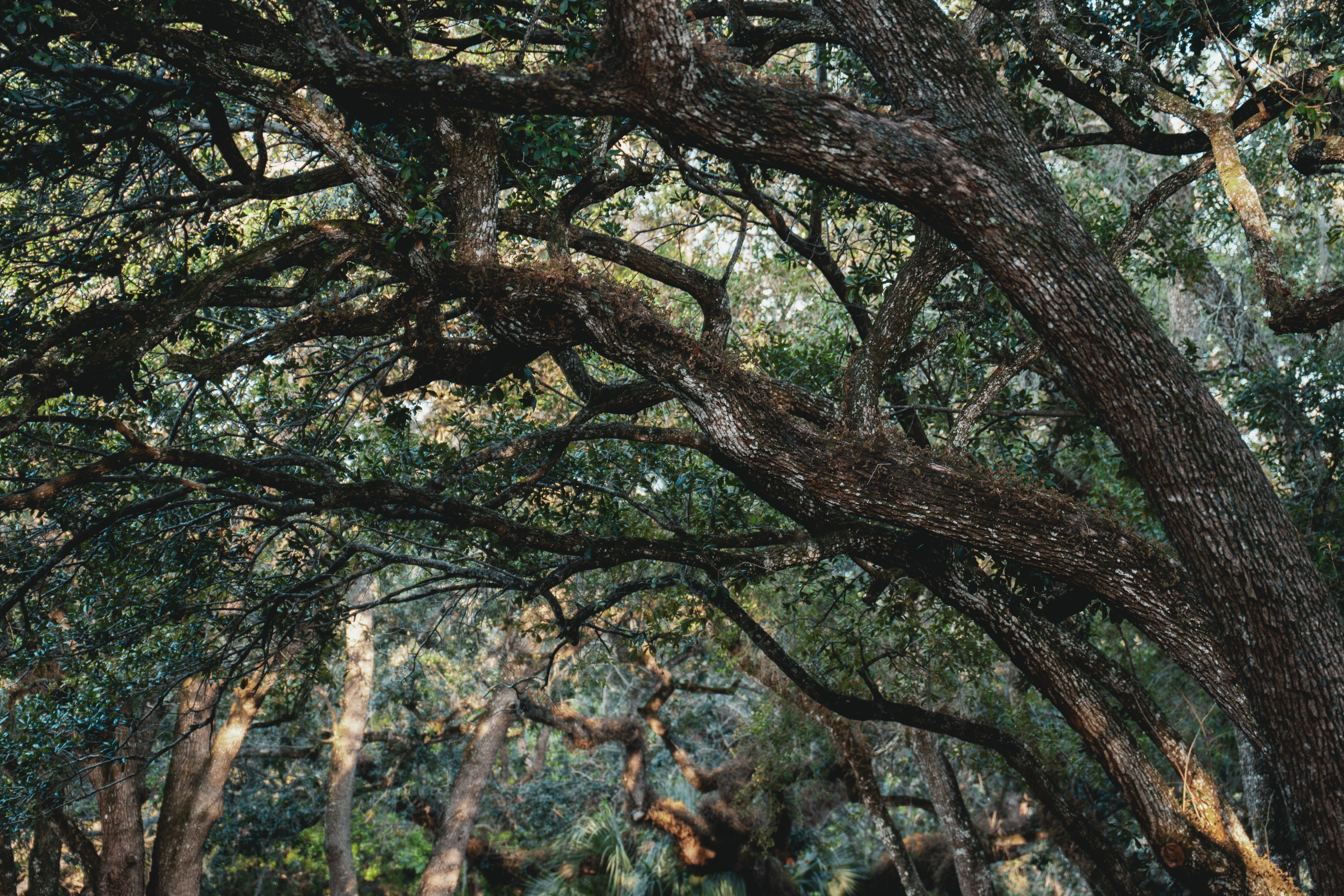 Branches of Trees in Forest · Free Stock Photo