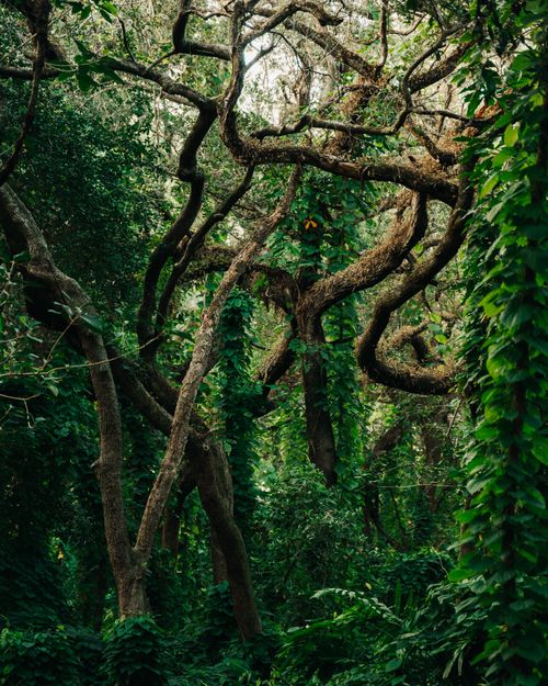 Free Vibrant forest scene capturing intricate, twisted branches amidst dense greenery. Stock Photo