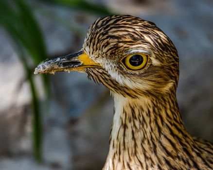 Head of Stone-curlew