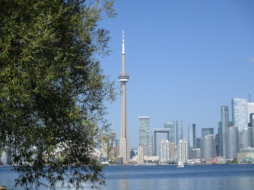 Toronto Buildings behind Tree