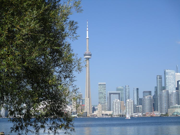 Toronto Buildings Behind Tree