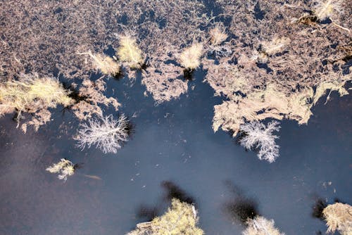 Birds Eye View of Plants on Water