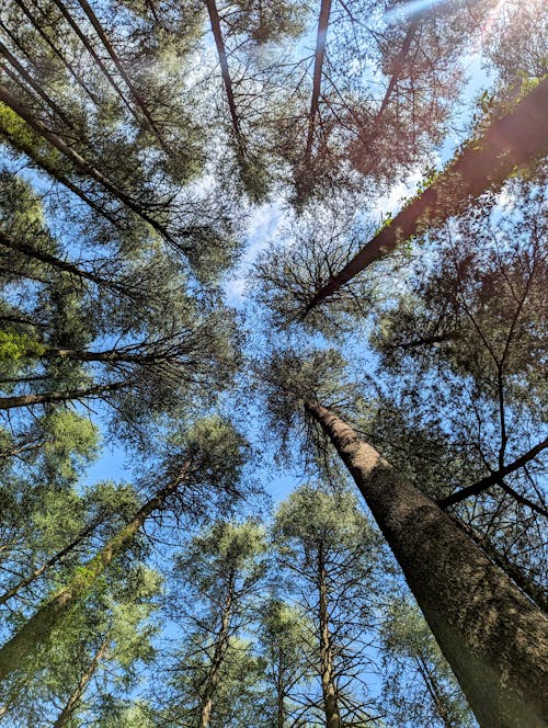 Gratis stockfoto met bos natuur, bossen, grote bomen