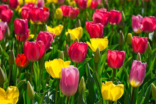 Close-up of Colorful Tulips in the Garden 