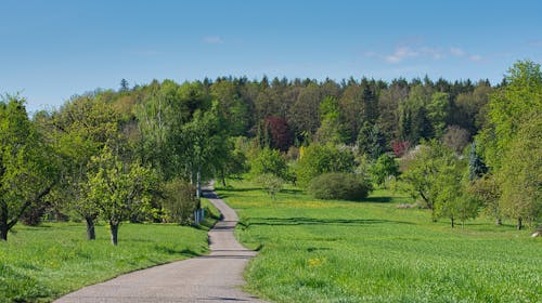 An Asphalt Road through the Countryside 