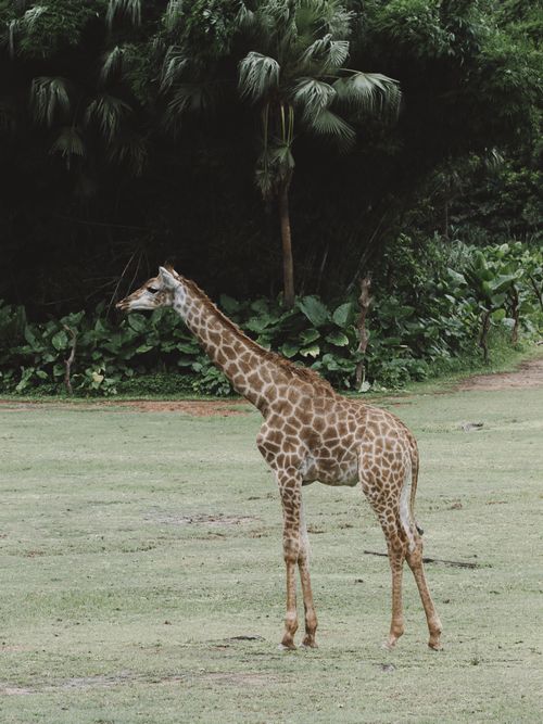 Free A lone giraffe standing gracefully in a green outdoor setting. Stock Photo