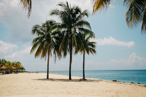 Kokosnussbaum Am Strand Während Des Tages
