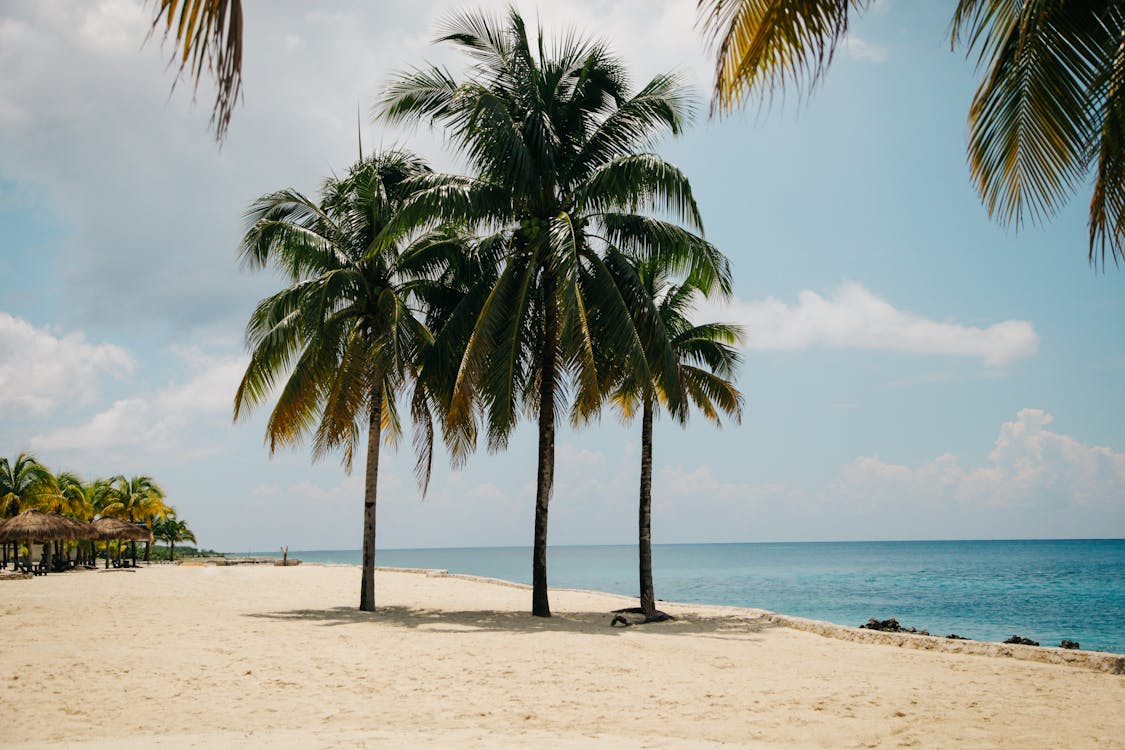 Miễn phí Cây Dừa Trên Bãi Biển Vào Ban Ngày Ảnh lưu trữ