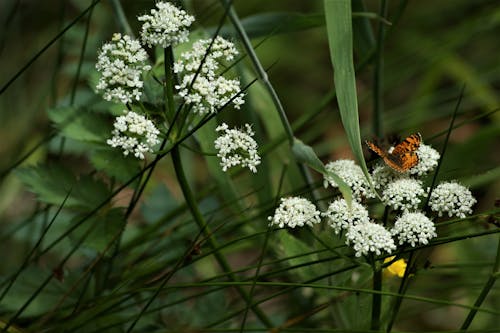 A Butterfly Sitting on White Wildflowers 