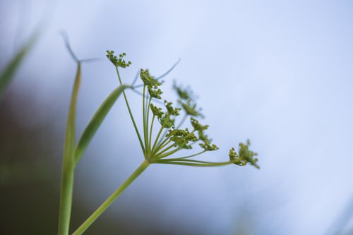 Free Detailed close-up of fennel flower with soft blue sky background, emphasizing growth and nature. Stock Photo