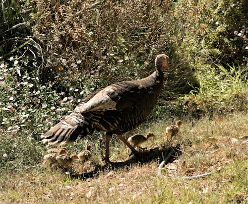 Free Turkeys on a Field  Stock Photo