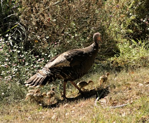 Free A wild turkey and chicks walking in a grassy field surrounded by shrubs. Stock Photo
