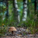 郁郁葱葱的森林里，野生蘑菇的细节清晰可见，四周环绕着树木和绿地