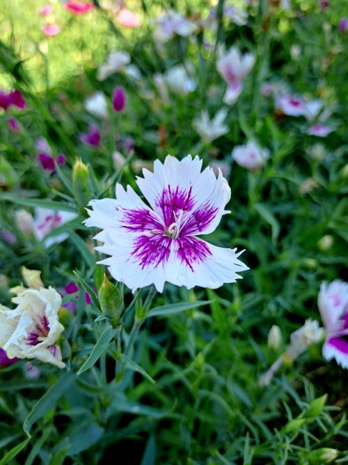 Free Close-up of a vibrant China Pink flower in a lush meadow, showcasing detailed petals and natural beauty. Stock Photo