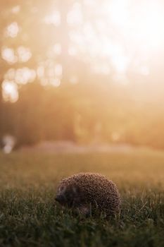 hedgehog photo