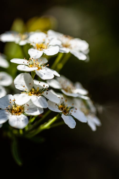 Foto d'estoc gratuïta de enfocament selectiu, flors, molla