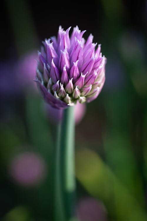 Foto d'estoc gratuïta de enfocament selectiu, flor, molla