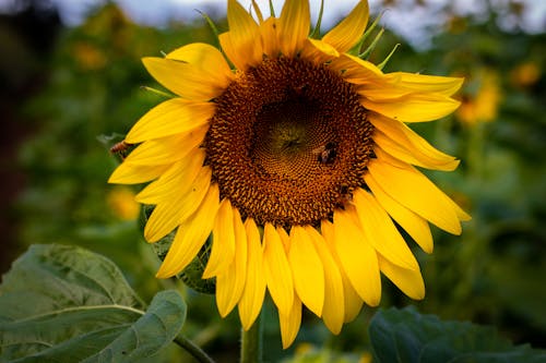 Close up of Sunflower