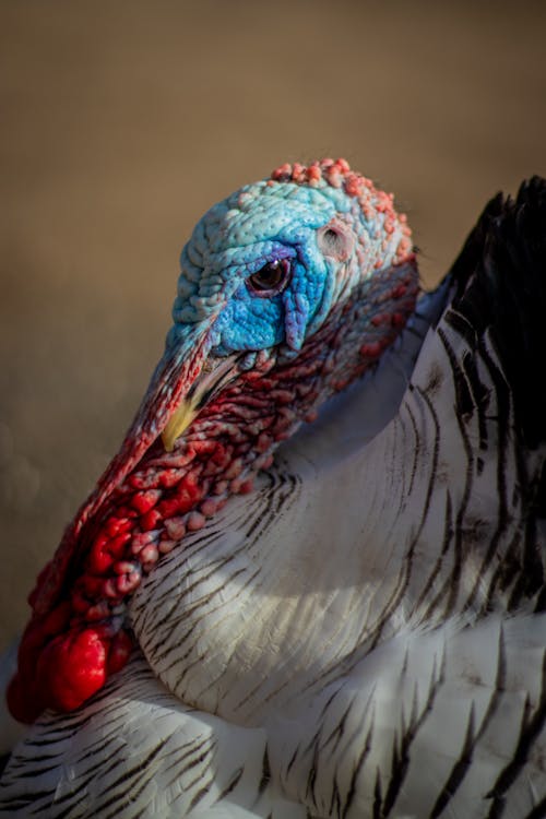 動物攝影, 土耳其, 垂直拍攝 的 免費圖庫相片