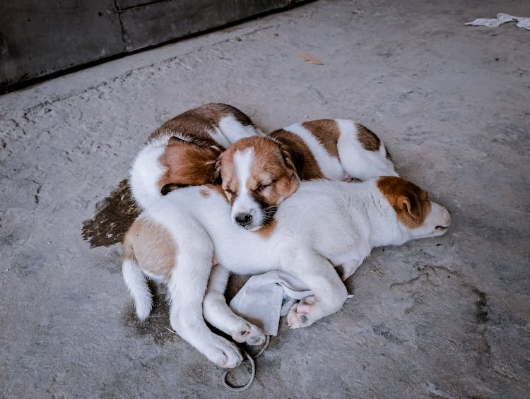 Dogs Sleeping On Ground