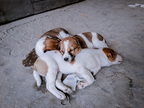 Free Dogs Sleeping on Ground Stock Photo