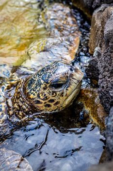 Detailed close-up of a sea turtle resting on rocks in Honolulu, Hawaii.