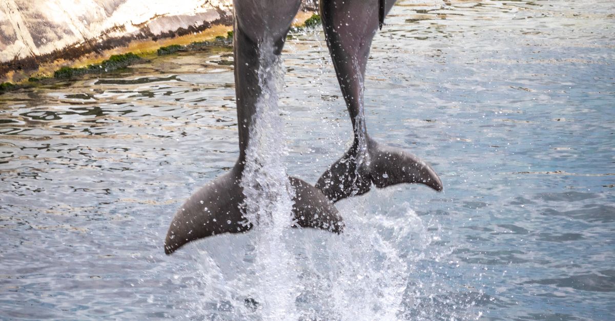 Photo by Brandon McClain Two dolphins leap out of the water at a Honolulu aquarium, showcasing agility and grace.