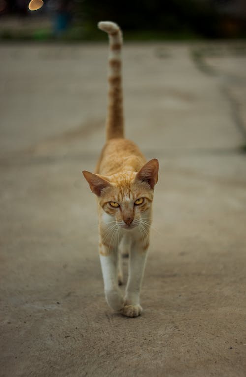 Close up of Walking Cat