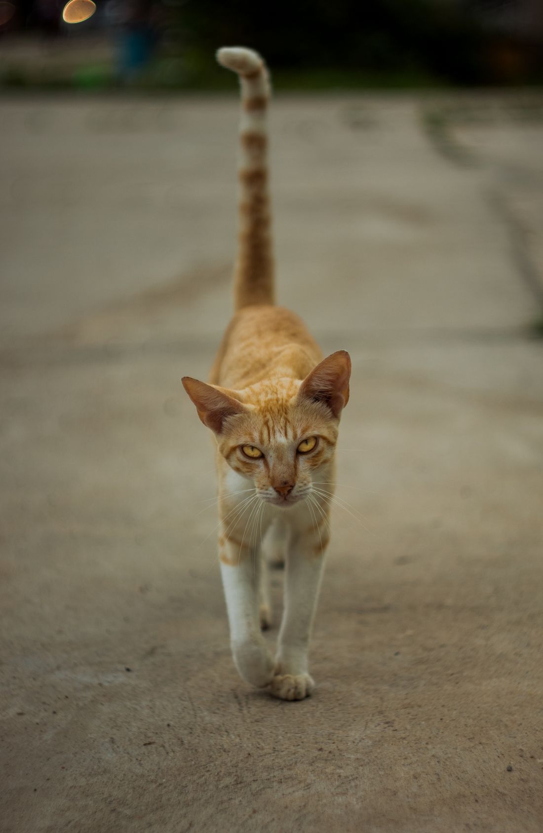Ginger cat walking confidently outdoors with visible raised tail