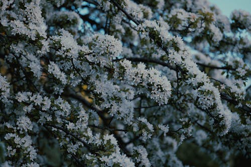 White Blossoms on Tree
