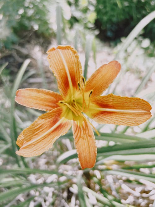 Close-up of an Orange Lily Growing in a Garden 