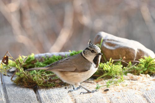 Close up of Crested Tit