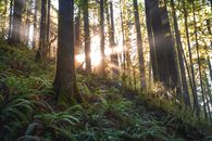 Scenic Photo of Forest With Sunlight