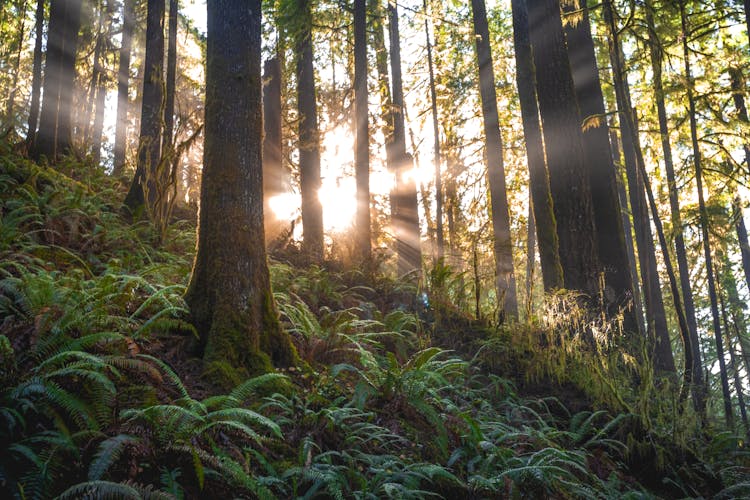 Scenic Photo Of Forest With Sunlight