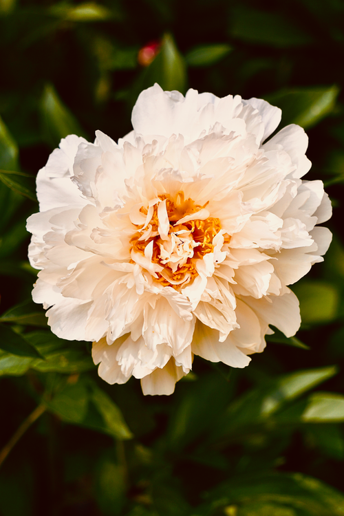 Free Stunning close-up of a white peony flower with lush petals, symbolizing elegance and freshness in nature. Stock Photo