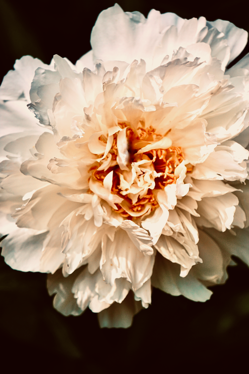 Free Stunning close-up of a fresh white peony in full bloom with detailed petals. Stock Photo