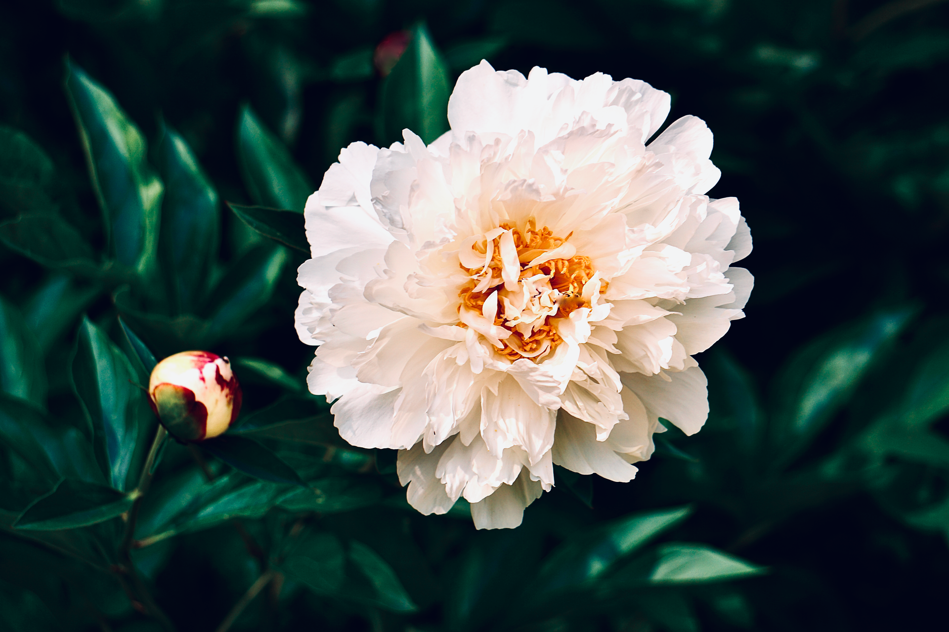 A stunning close-up of a white peony with vibrant petals and lush green foliage.