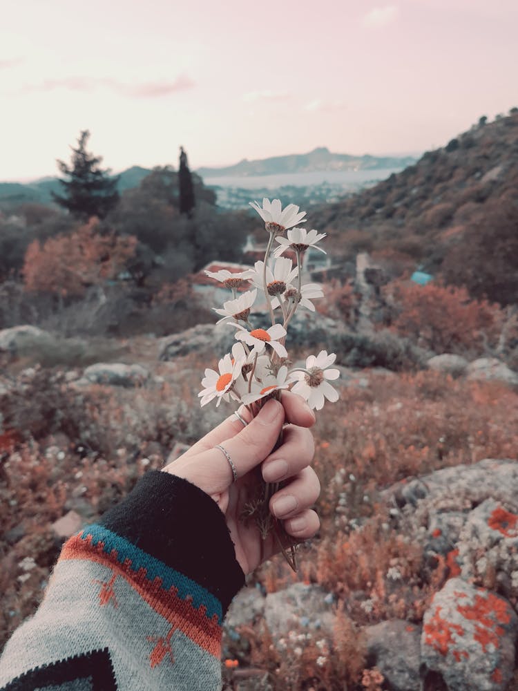 Woman Hand Holding White Flowers