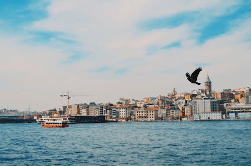 Fotos de stock gratuitas de animal, ciudad, ciudades