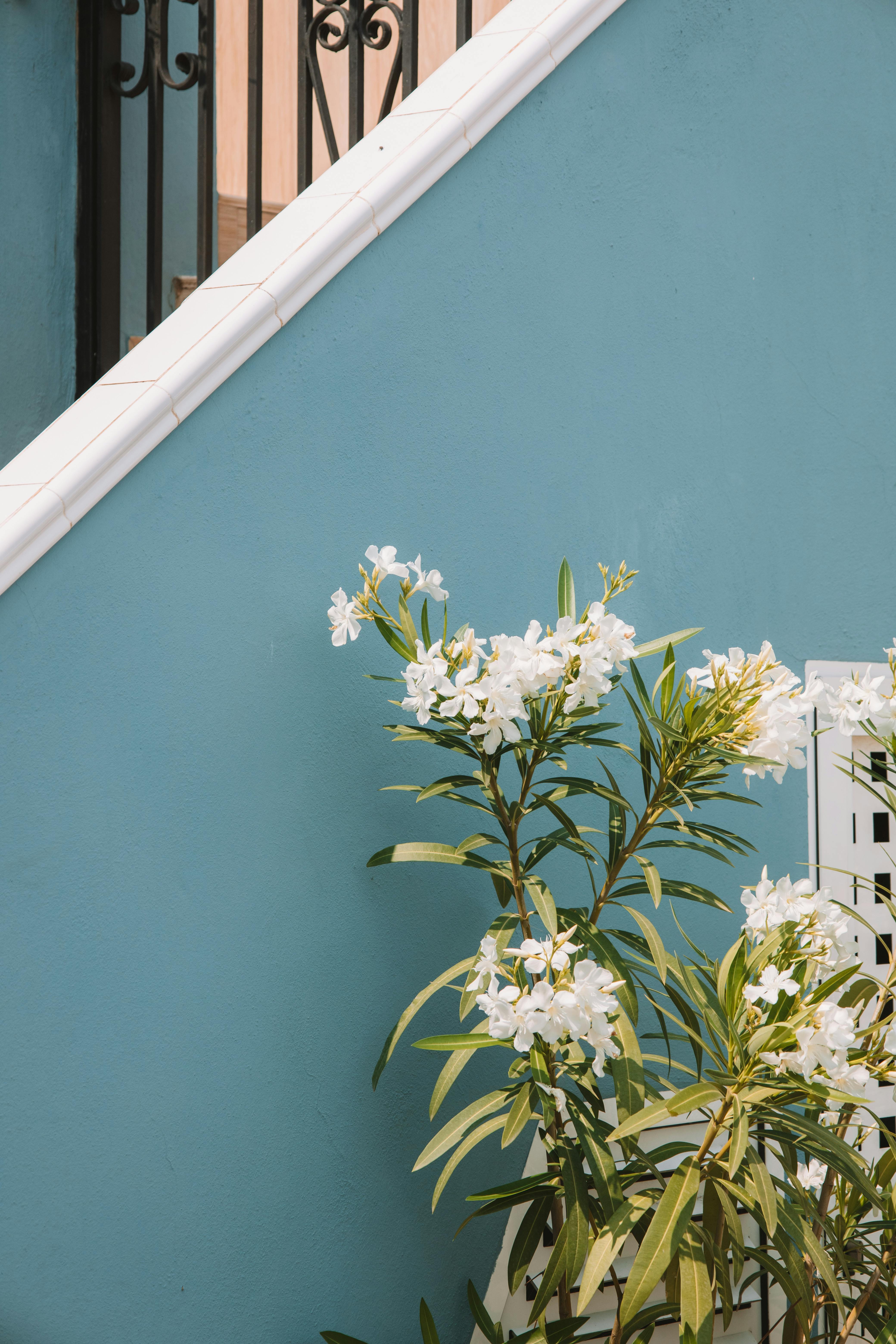 Beautiful white oleander against a turquoise wall in Valencia, Spain.
