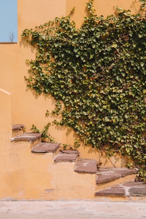 Free A rustic staircase adorned with lush green ivy against a vibrant yellow wall in Valencia, Spain. Stock Photo