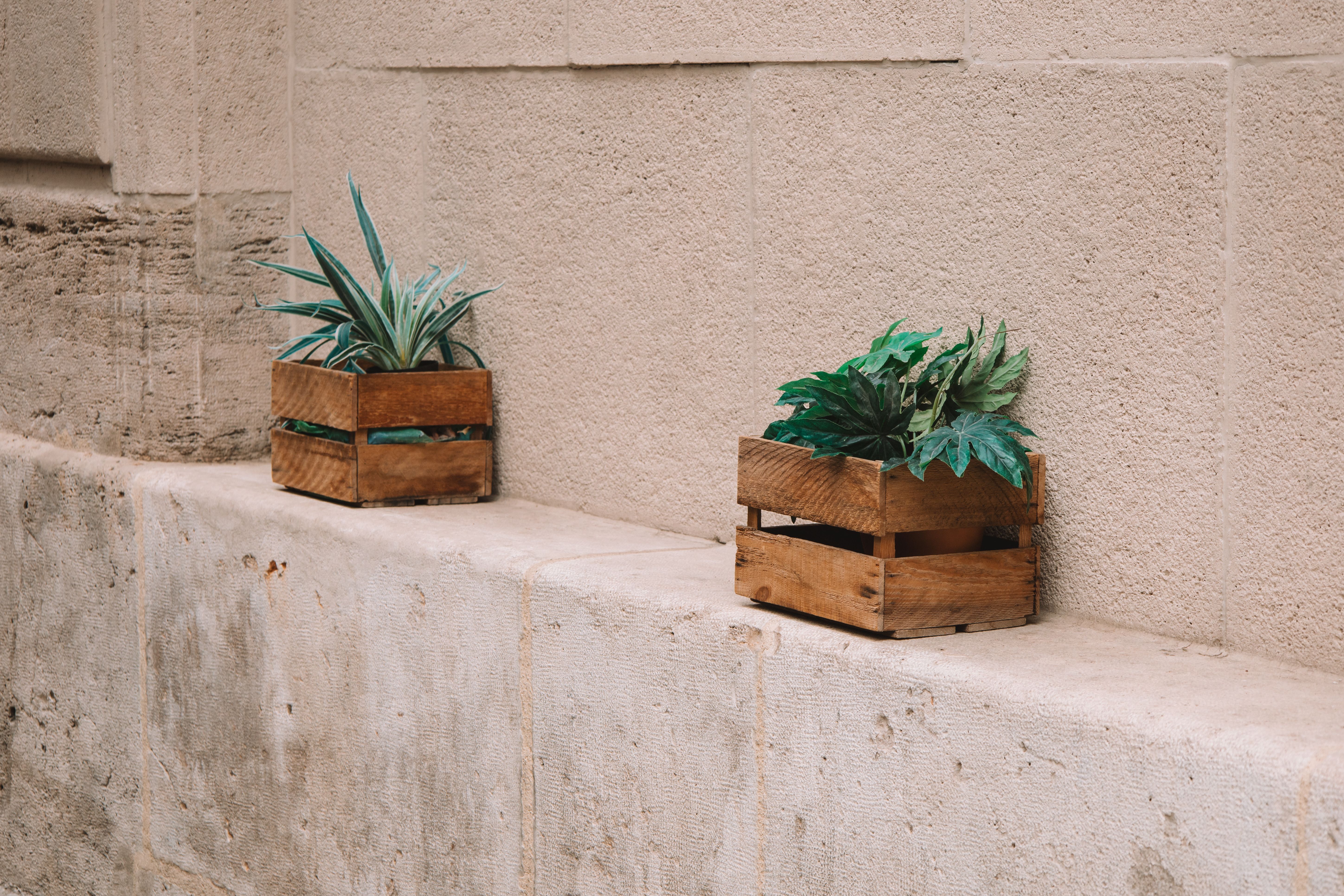 Cache-pots design : la touche déco qui sublime votre petit jardin d’intérieur sans compromettre la s