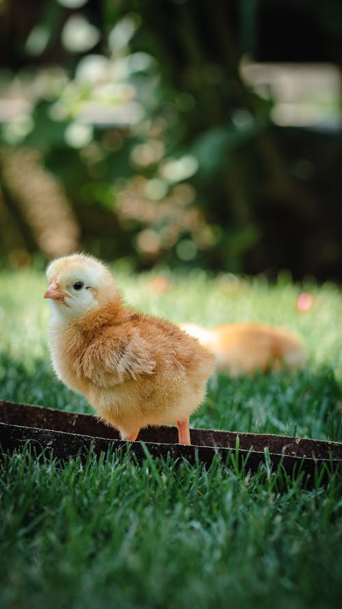 Close-up of a Chick Standing on Grass