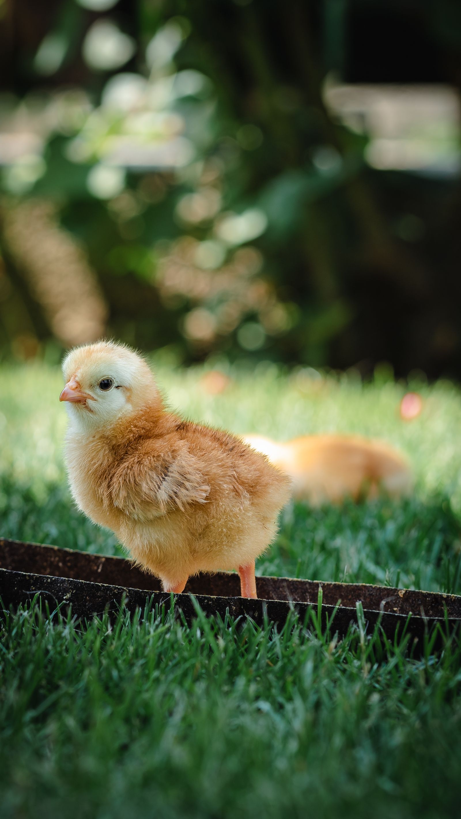 Close-Up Photo of Chick · Free Stock Photo
