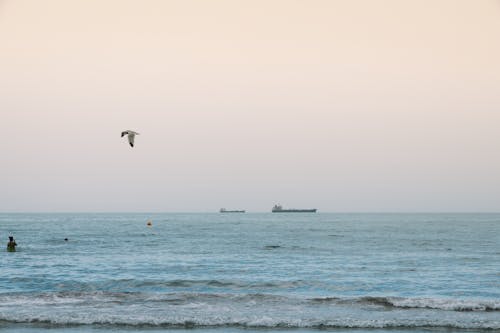 Základová fotografie zdarma na téma horizont, kontejnerová loď, lodě