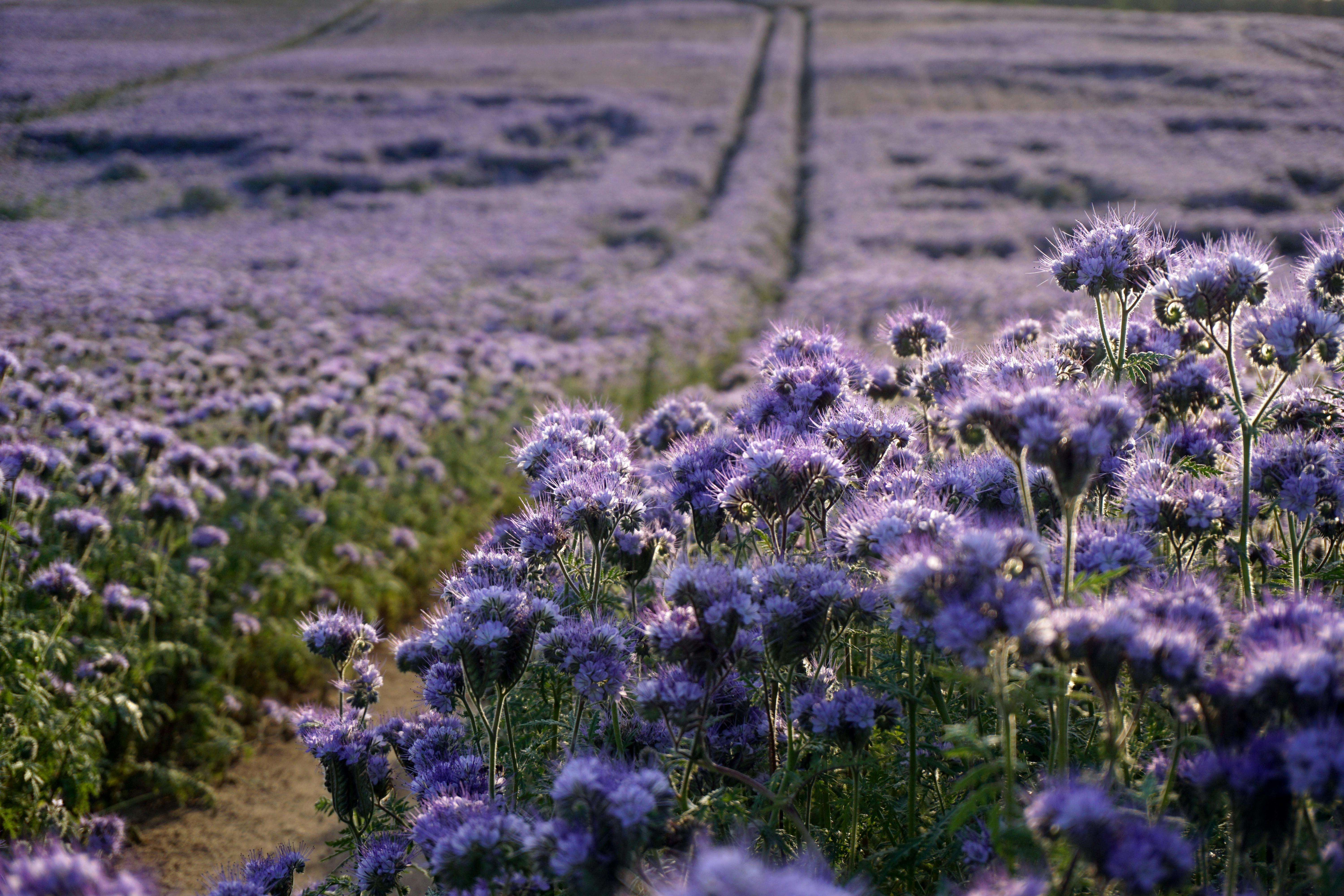 Explore the wildflower trail, Best Things to Do in Australia in September