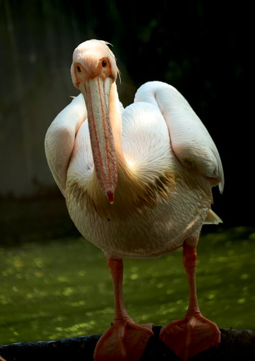 Imagine de stoc gratuită din a închide, birdwatching, fotografie cu animale sălbatice