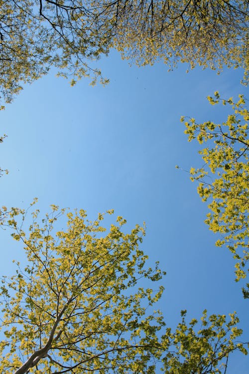 Foto d'estoc gratuïta de arbre, branques, cel blau