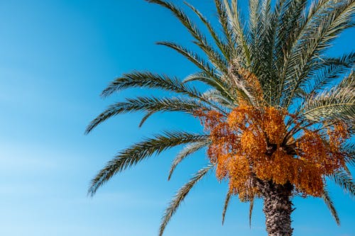 View of a Palm Tree against a Blue Sky 